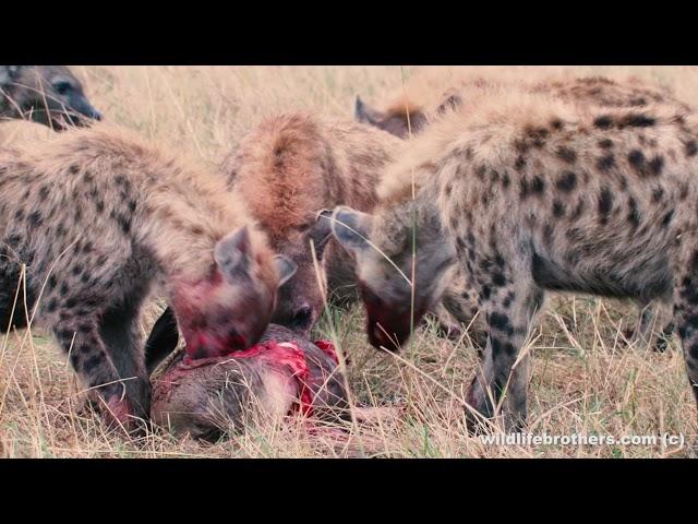 Hyena clan take a baby wildebeest (warning explicit footage)