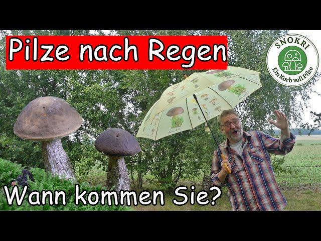 Pilze nach dem Regen - Wie schnell wachsen Sie