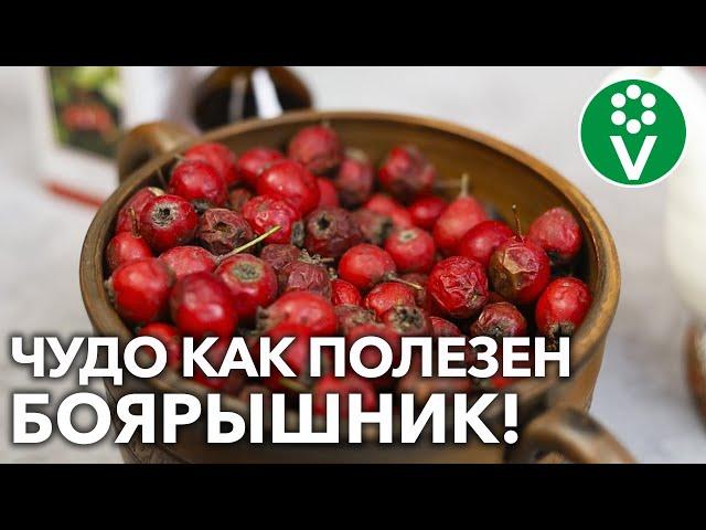 НА ЗДОРОВЬЕ! 7 РЕЦЕПТОВ ПРИМЕНЕНИЯ БОЯРЫШНИКА – настойка, чай, варенье и даже ванна!