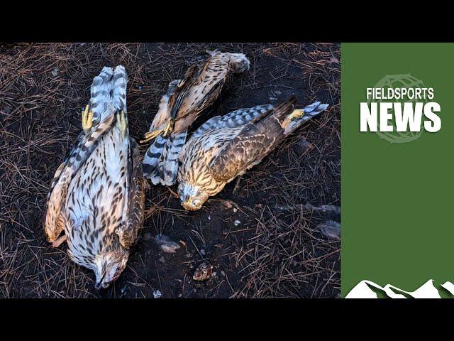 Dead goshawk mystery – Fieldsports News, 18 January 2023