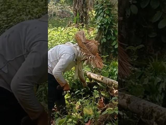 tanaman nilam penghasil cuan