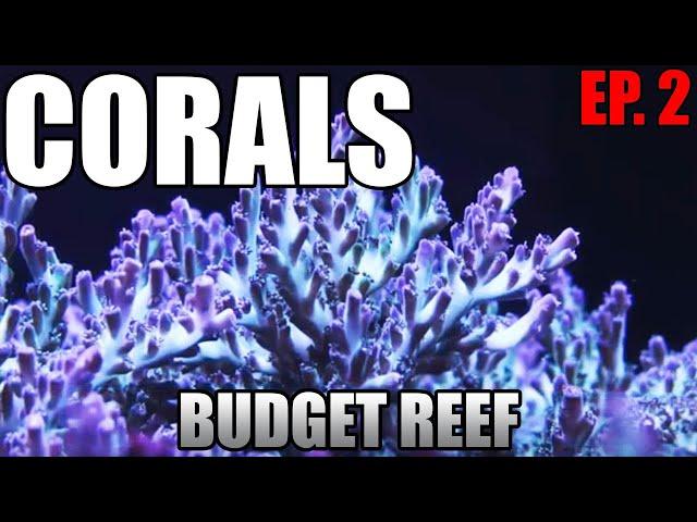 CORALS - What Are They? SPS, LPS, Soft Corals - Budget Reef Tank