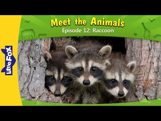 Meet the Animals 12 | Raccoon | Wild Animals | Little Fox | Animated Stories for Kids