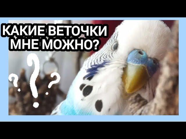 Какие ветки деревьев можно давать попугаям|Тоша попугай Channel