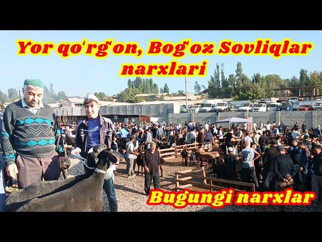 Uychi Yor Qoʻrgʻon Qoʻy bozori bugungi narxlar  #bozor #qoy #narxlari2024