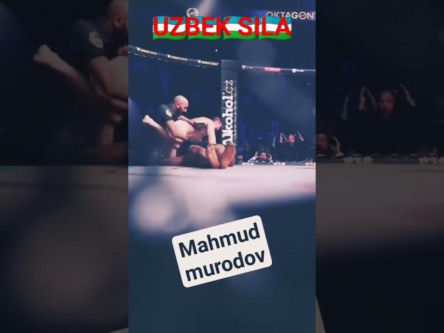 MAHMUD MURODOV YANGI JANG JONLI EFER #2023 #boxing #mmagear #mmagear #mam #mma #tiktok #ufc #shorts
