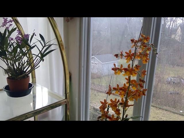 my orchid show table at home