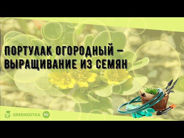 Портулак огородный — выращивание из семян