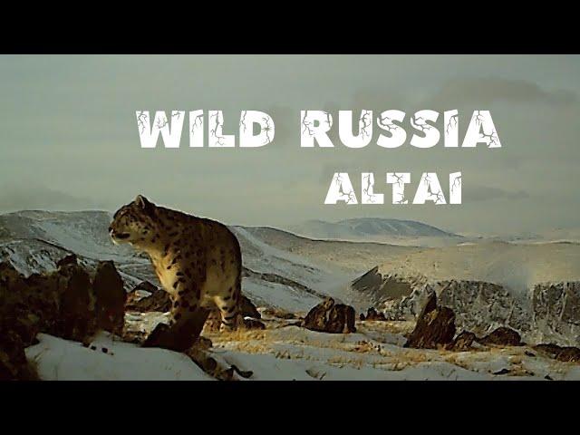 Snow Leopard. Altai mountain sheep - argali. Wild Russia. Bearded bird (Siberia, Altai) Berkut.