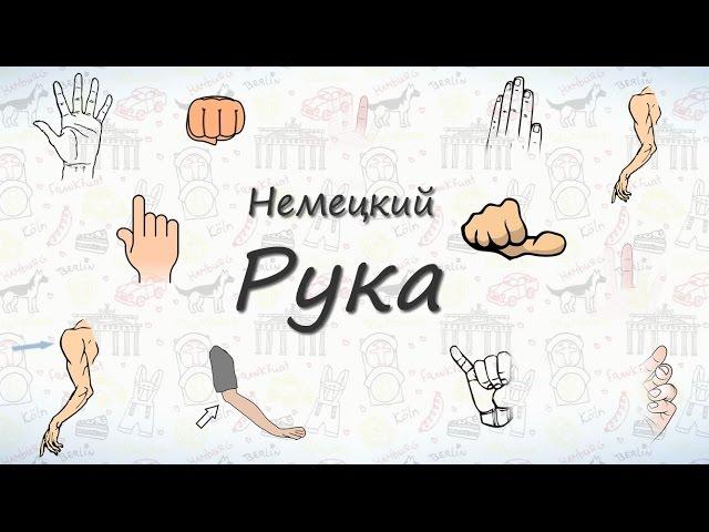 Рука (тело человека). Слова на немецком