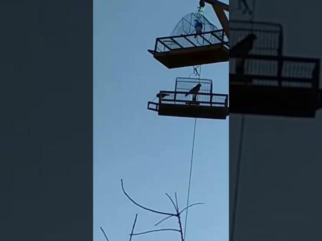 Ловля чижа на западок     27.11.2021