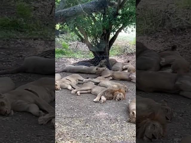 KING OF JUNGLE|LION SLEEPING|SAFARI