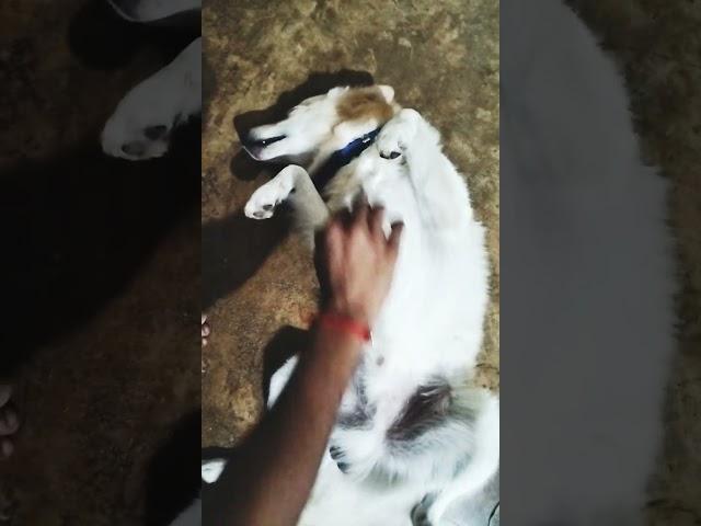 Pomeranian dog getting massage | Appu ko maza aata hai #shorts #trending