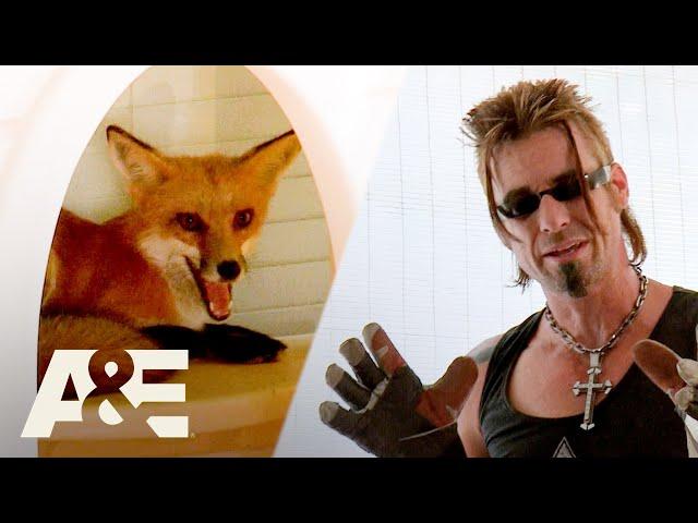 Top 3 FOX Captures | Billy the Exterminator | A&E