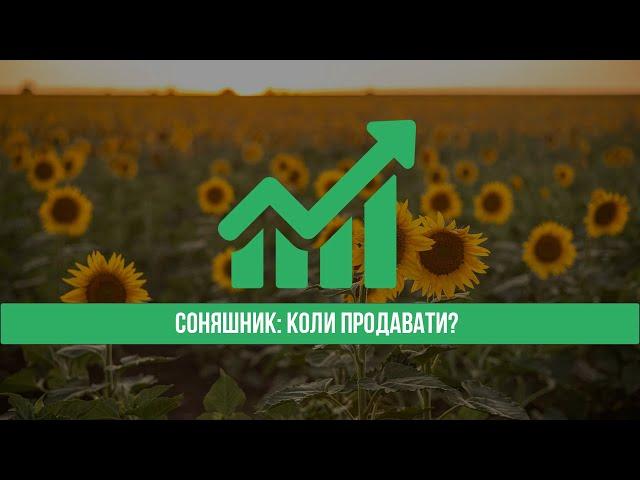 Ціна на соняшник. По якій ціні продавати соняшник?