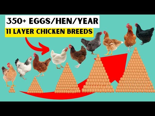 11 TOP BEST LAYER CHICKEN BREEDS | Breeds That OUTPERFORM EVERY Flock!