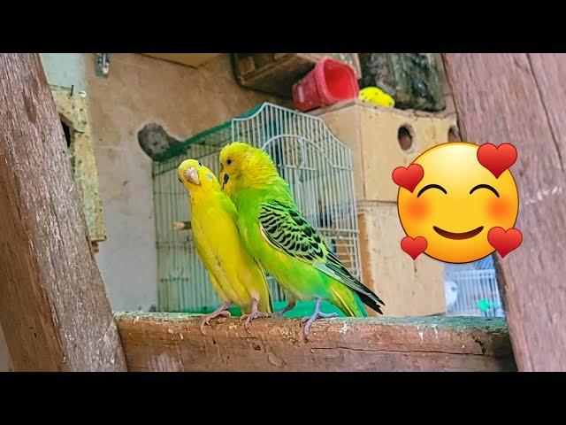 Budgies sounds part 19 | female act like male 