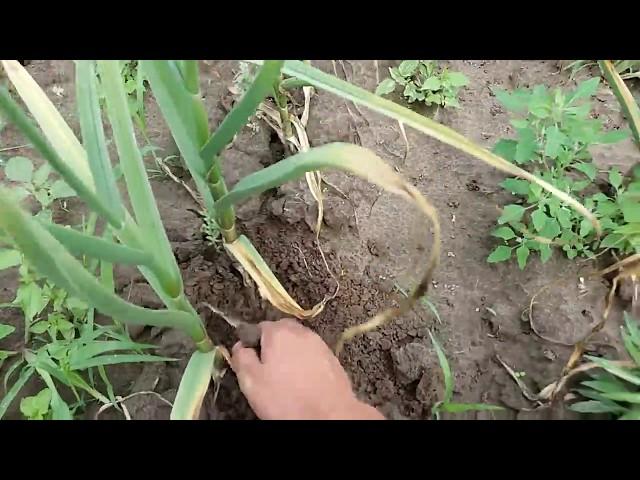 Чеснок с опытного участка на 29.06.18 г. Вердикт по однозубке, вессенний (яровой) посадка под зиму.