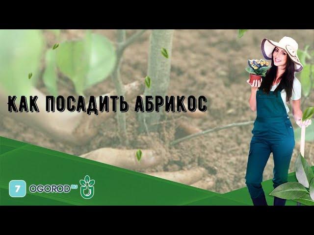 Как посадить абрикос