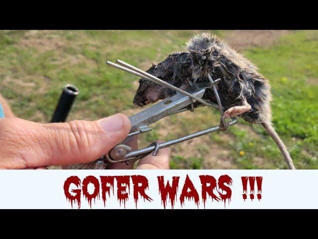 Best Gopher trap!!  Gopher Hawk trap review.