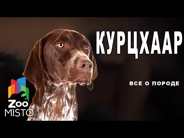 Курцхаар - Все о породе собаки | Собака породы  курцхаар