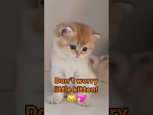 Kitten Meowing, Big Cuteness!  #viralvideo  #animalshorts #funny  #aniclips