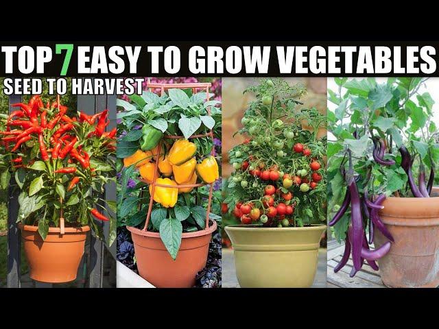 7 Vegetables That Are Too Easy To Grow | SEED TO HARVEST