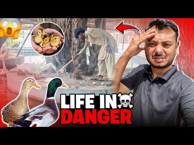 Ducklings ki life khatre me he inki Jaan Bachane k liye planning kr li 