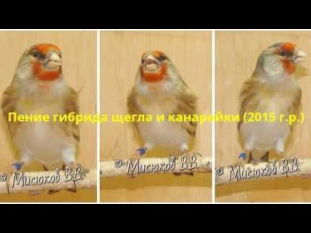 Пение гибрида щегла и канарейки