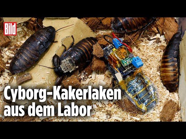 Cyborg-Kakerlaken könnten in der Zukunft Menschen retten