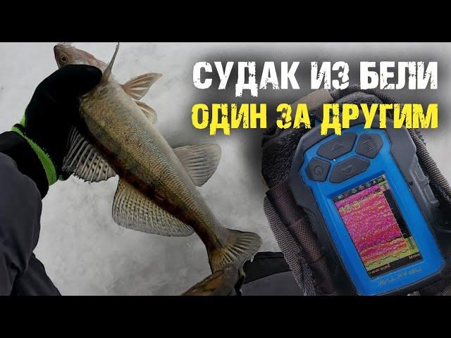 Судак щелкал из стаи бели один за другим