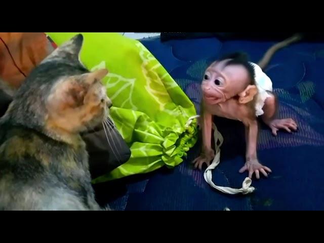 Grumpy kitty slaps baby monkey and hurts his feelings. 