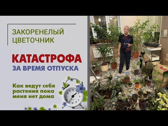 Катастрофа за время отпуска: гибель папоротника. Как чувствуют себя растения пока меня нет дома.