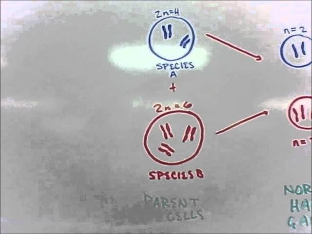 Advanced Biology Chapter 24: Allopolyploids and Autopolyploids