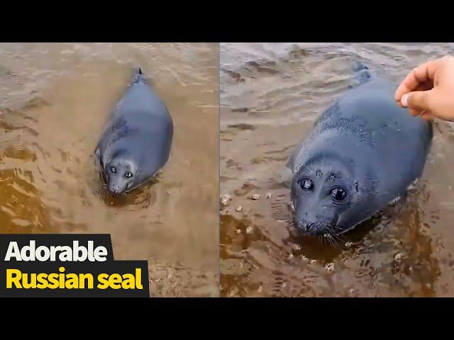 Adorable Seal enjoys stroke from passersby on shore of Lake Baikal