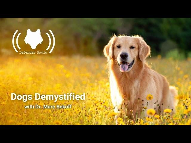 Dogs Demystified with Dr. Marc Bekoff