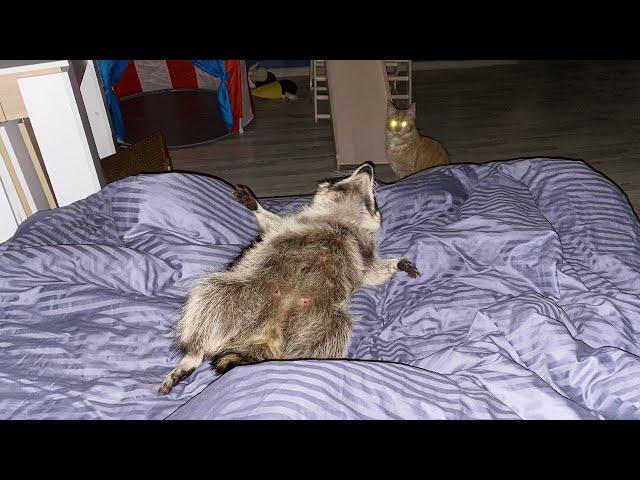 SPENT THE NIGHT WITH A RACCOON / Gorushka attacked the guests