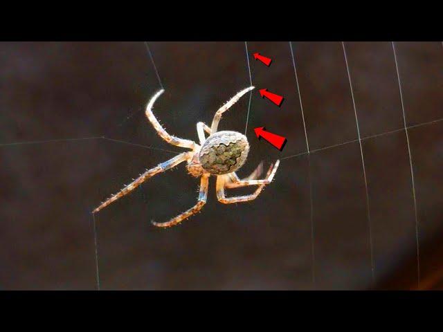 SPIDER WEAVES A WEB - Macro video close-up