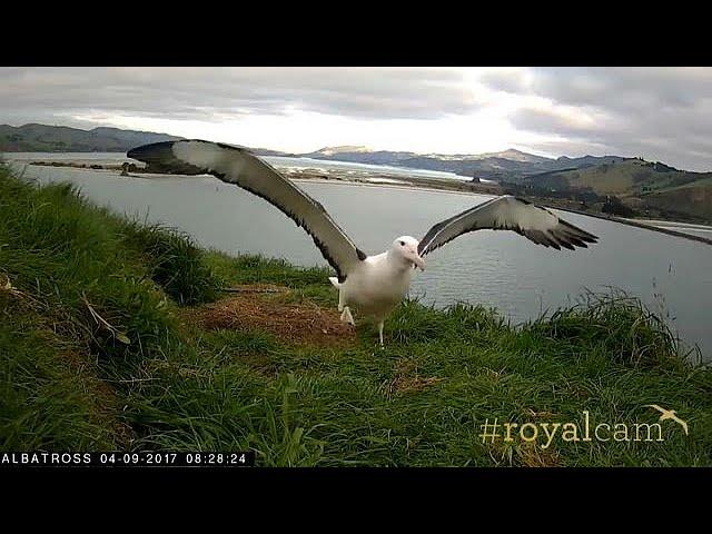 Watch: Endangered young albatross takes to the skies for the first time