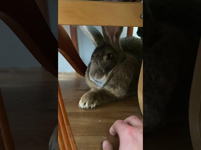 Flemish Giant Rabbits SUPER FAST CLAWS