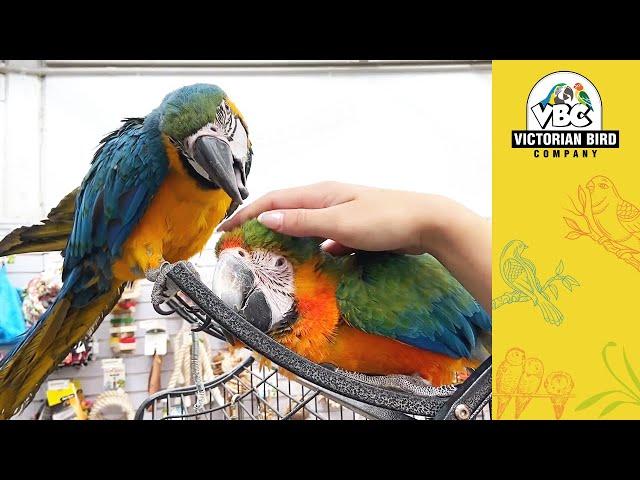 Hand Reared Parrots Melbourne | Victorian Bird Co
