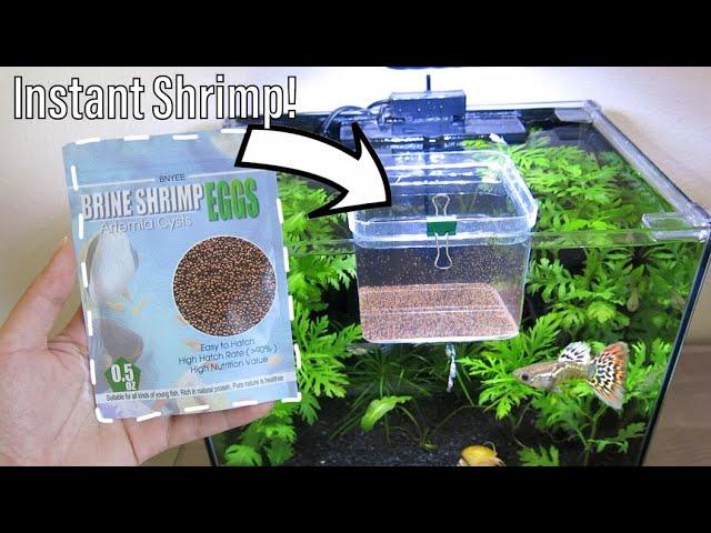 How to Hatch Brine Shrimp Eggs with NO Equipment  | NO Air Pump Easy Setup