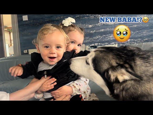 Excited Husky Cannot Contain Her Excitement Meeting New Family Baby! [CUTEST EVERR!]