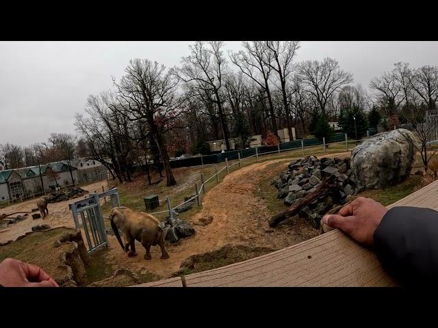 GoPro POV Adventure: A Day at the Baltimore Zoo | Animal Encounters Elephant Kingdom