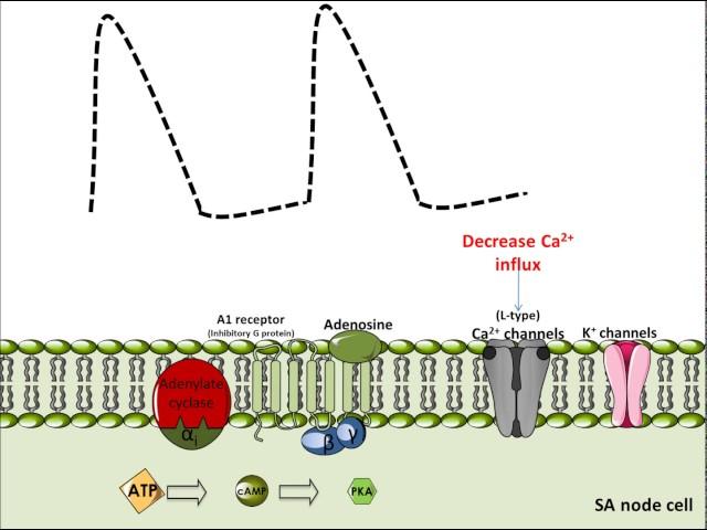 Mechanism of Action for Adenosine