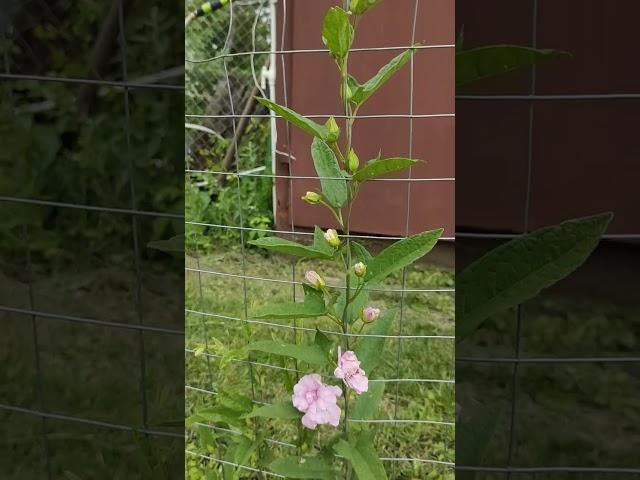 Калистегия махровая.