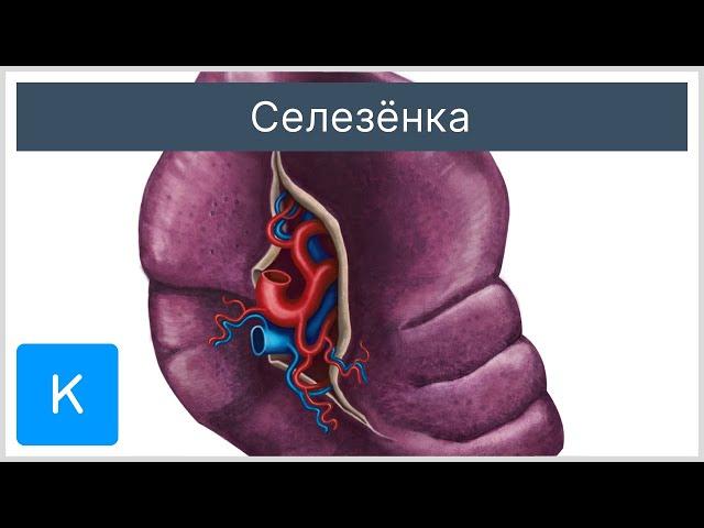 Селезёнка - Анатомия человека | Kenhub