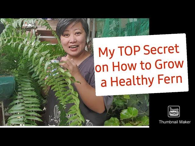 How Did My Boston Ferns Survived for Two years? Sharing my Secret. #gardening #fernscare #HNTVBAGUIO