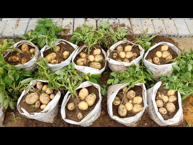 Tips for Growing Potatoes in Sacks for Large and Lots of Tubers