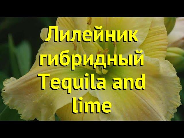 Лилейник гибридный Текила энд Лайм. Краткий обзор, описание hemerocallis Tequila and lime